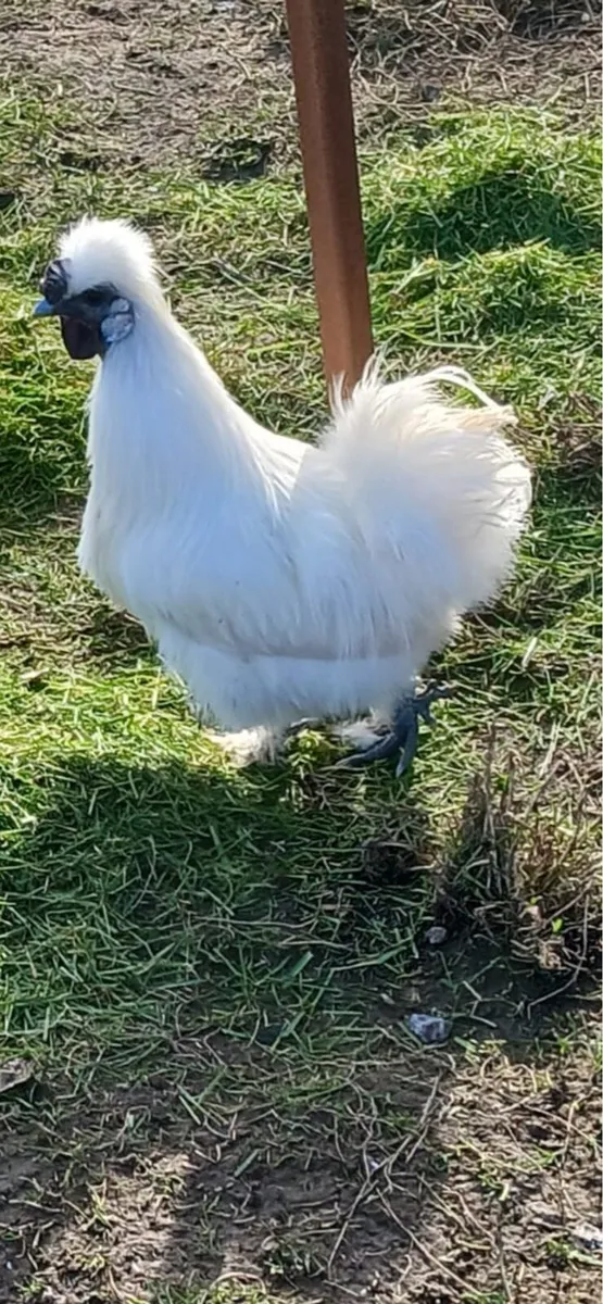 Silky Roosters - Image 1