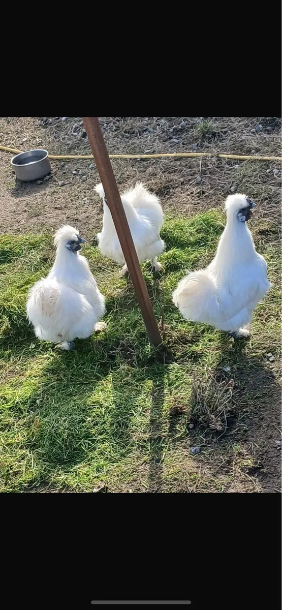 Silky Roosters - Image 2