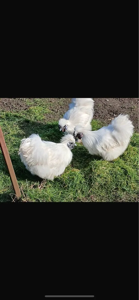 Silky Roosters - Image 3