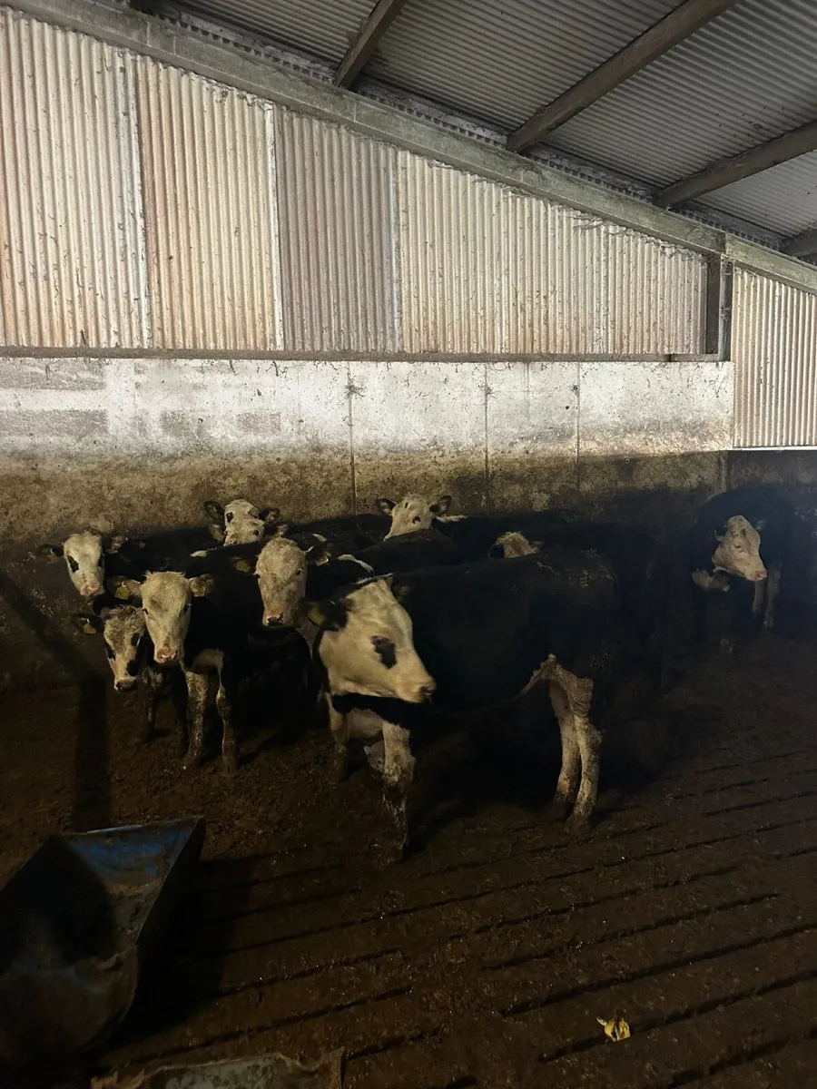 11 hereford heifers and 2 AA bull calf  runners. - Image 2