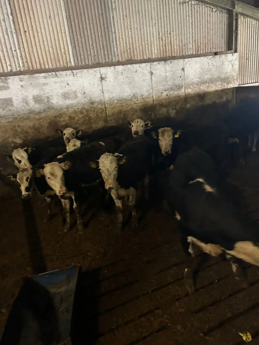 11 hereford heifers and 2 AA bull calf  runners. - Image 1