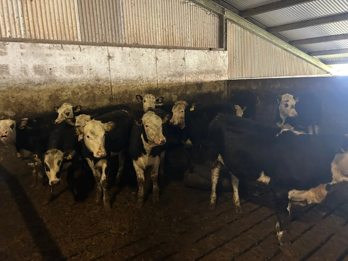 11 hereford heifers and 2 AA bull calf  runners. - Image 3