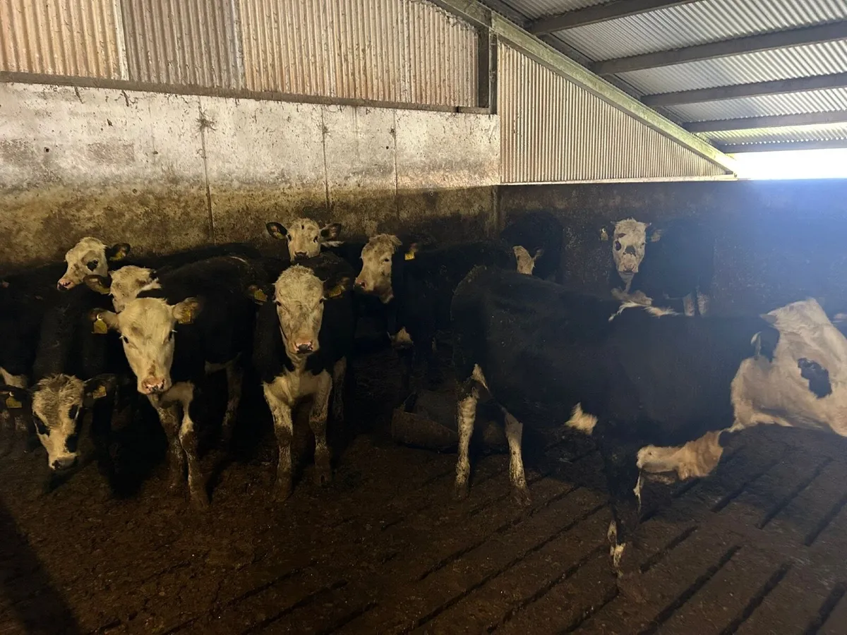 11 hereford heifers and 2 AA bull calf  runners. - Image 4