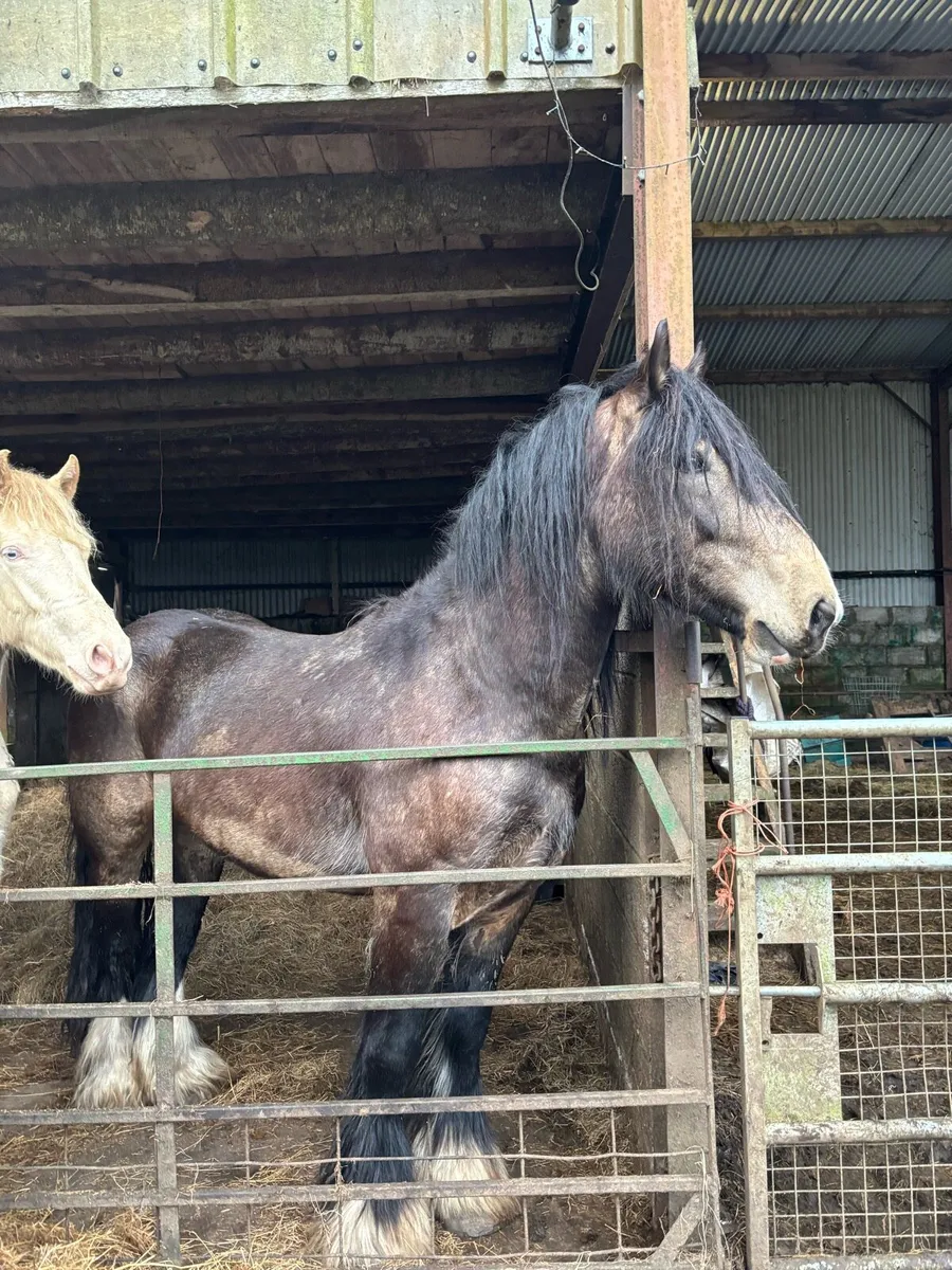 Dun Cob at Stud - Image 3