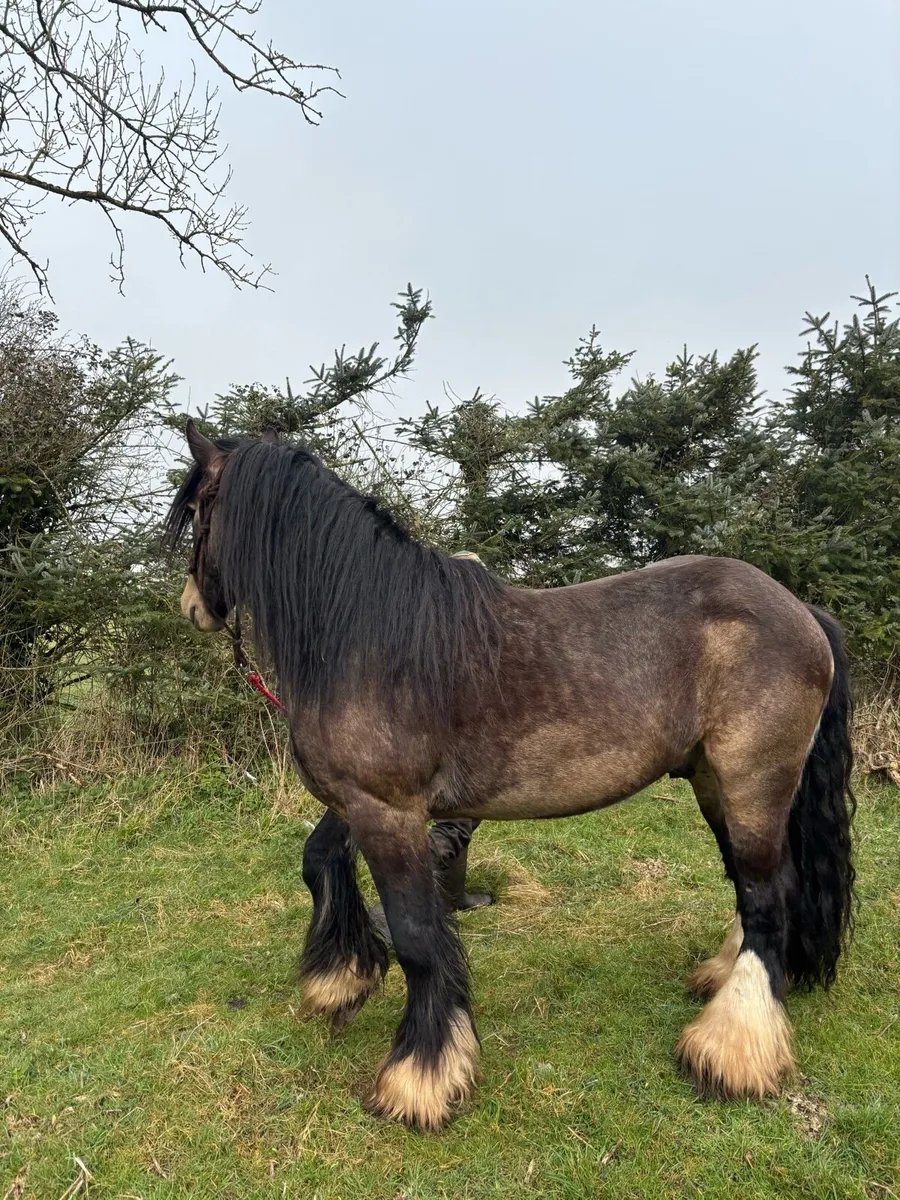 Dun Cob at Stud - Image 2