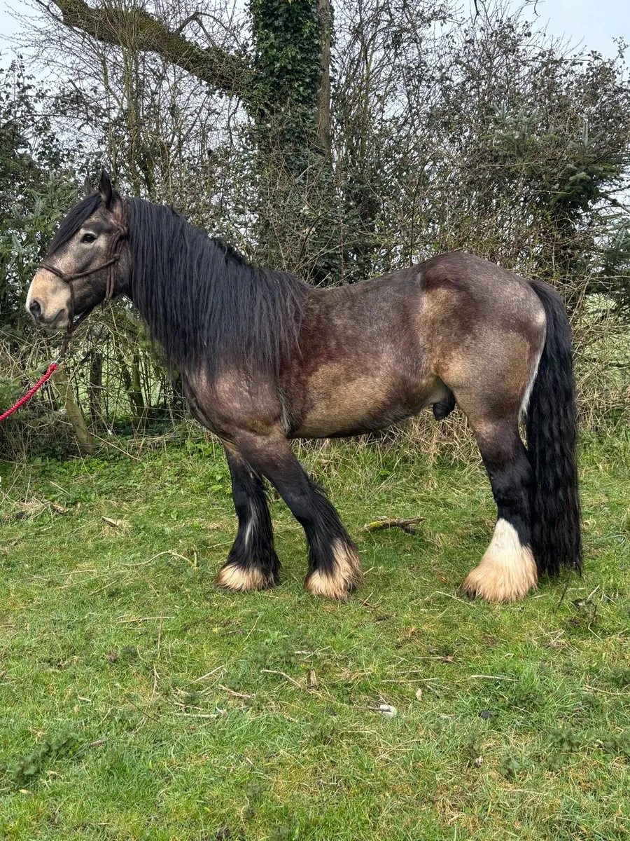 Dun Cob at Stud - Image 4