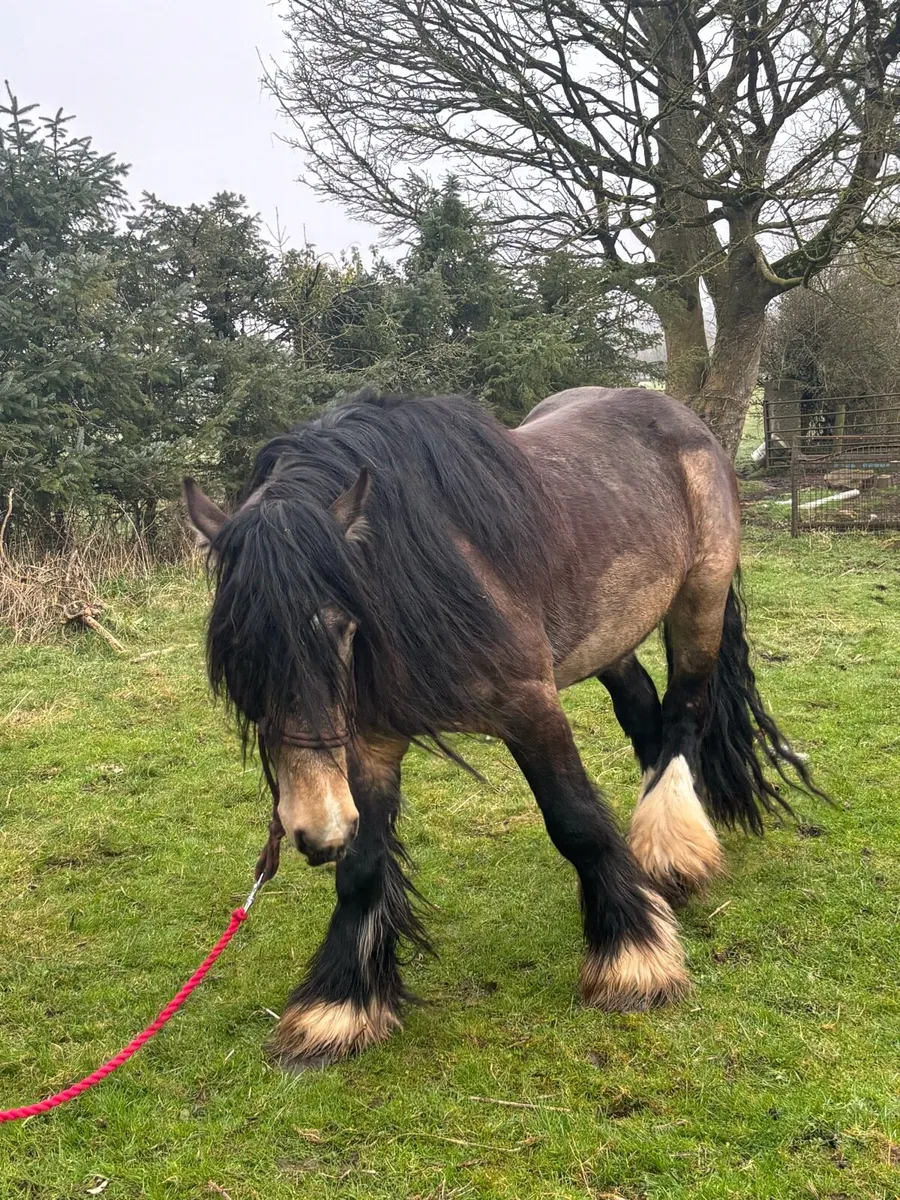 Dun Cob at Stud - Image 4