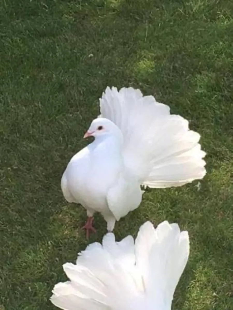 ***WANTED *** white fantail pigeons - Image 1