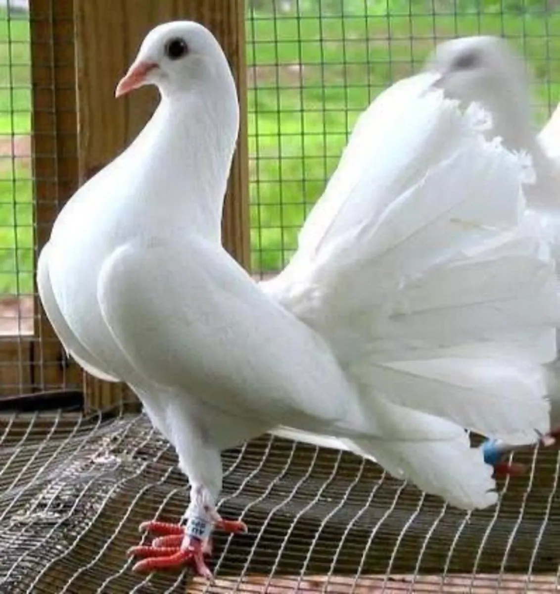 ***WANTED *** white fantail pigeons - Image 2