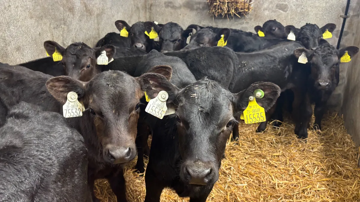 12 Strong Angus Bull Calves - Image 3