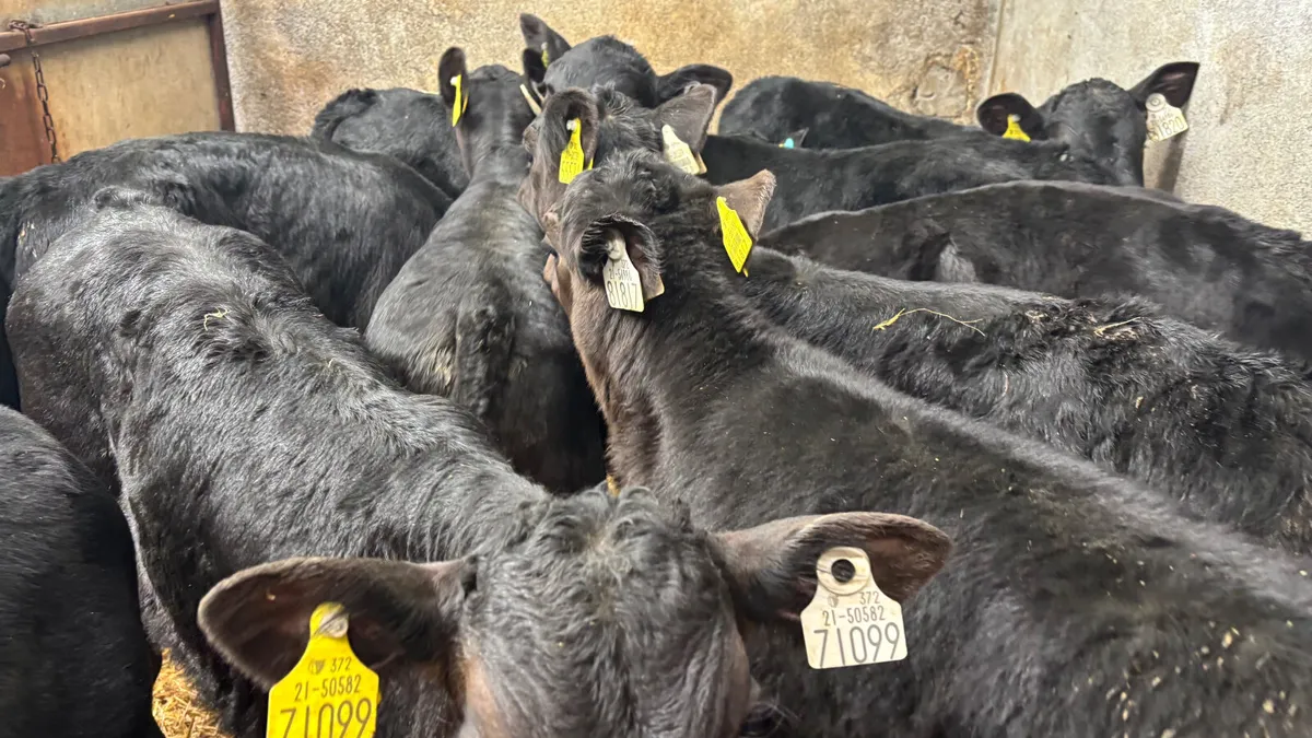 12 Strong Angus Bull Calves - Image 1