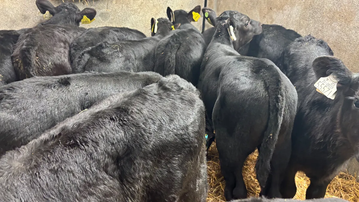 12 Strong Angus Bull Calves - Image 4