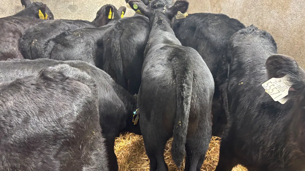 12 Strong Angus Bull Calves - Image 2