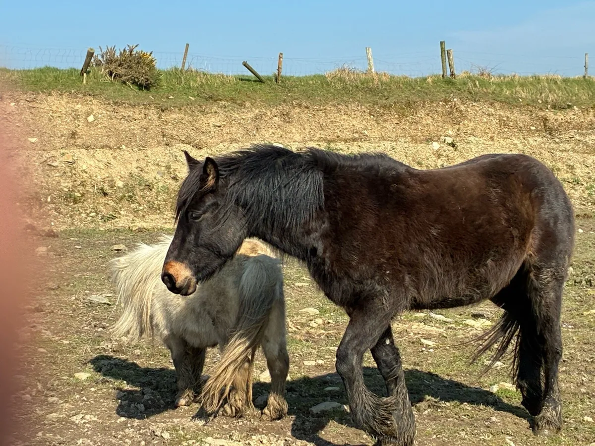 Show hunter cob 13.2’’ - Image 3