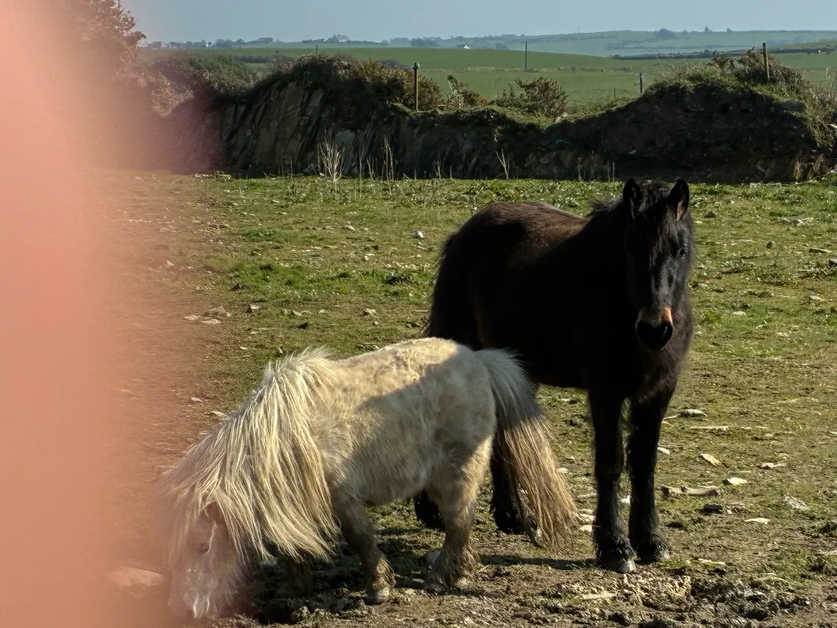 Show hunter cob 13.2’’ - Image 1