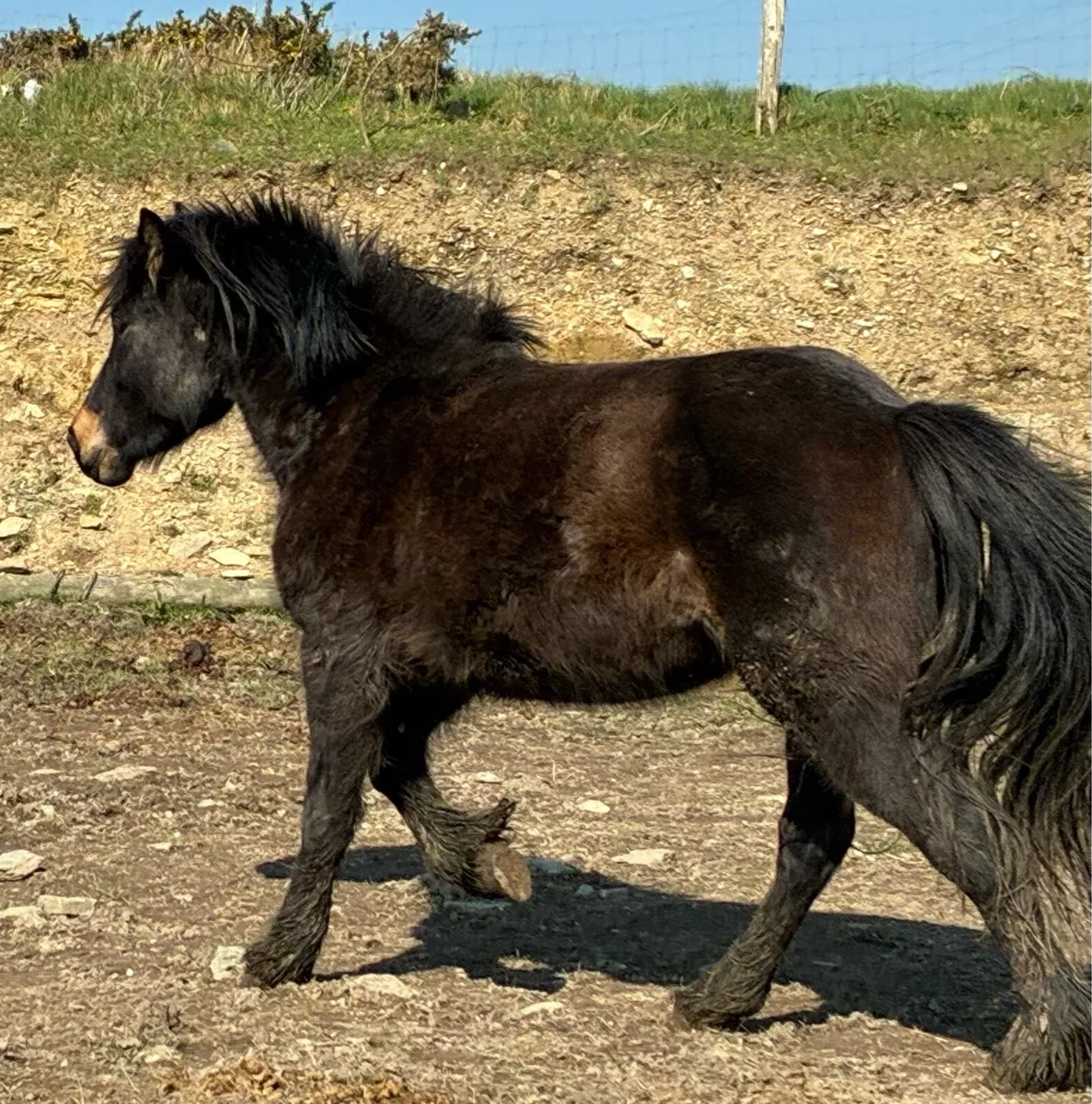 Show hunter cob 13.2’’ - Image 2