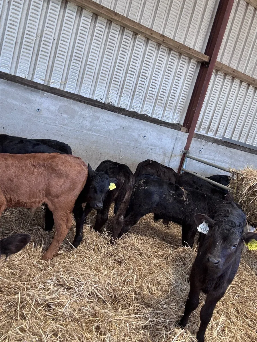 Continental calves - Image 1