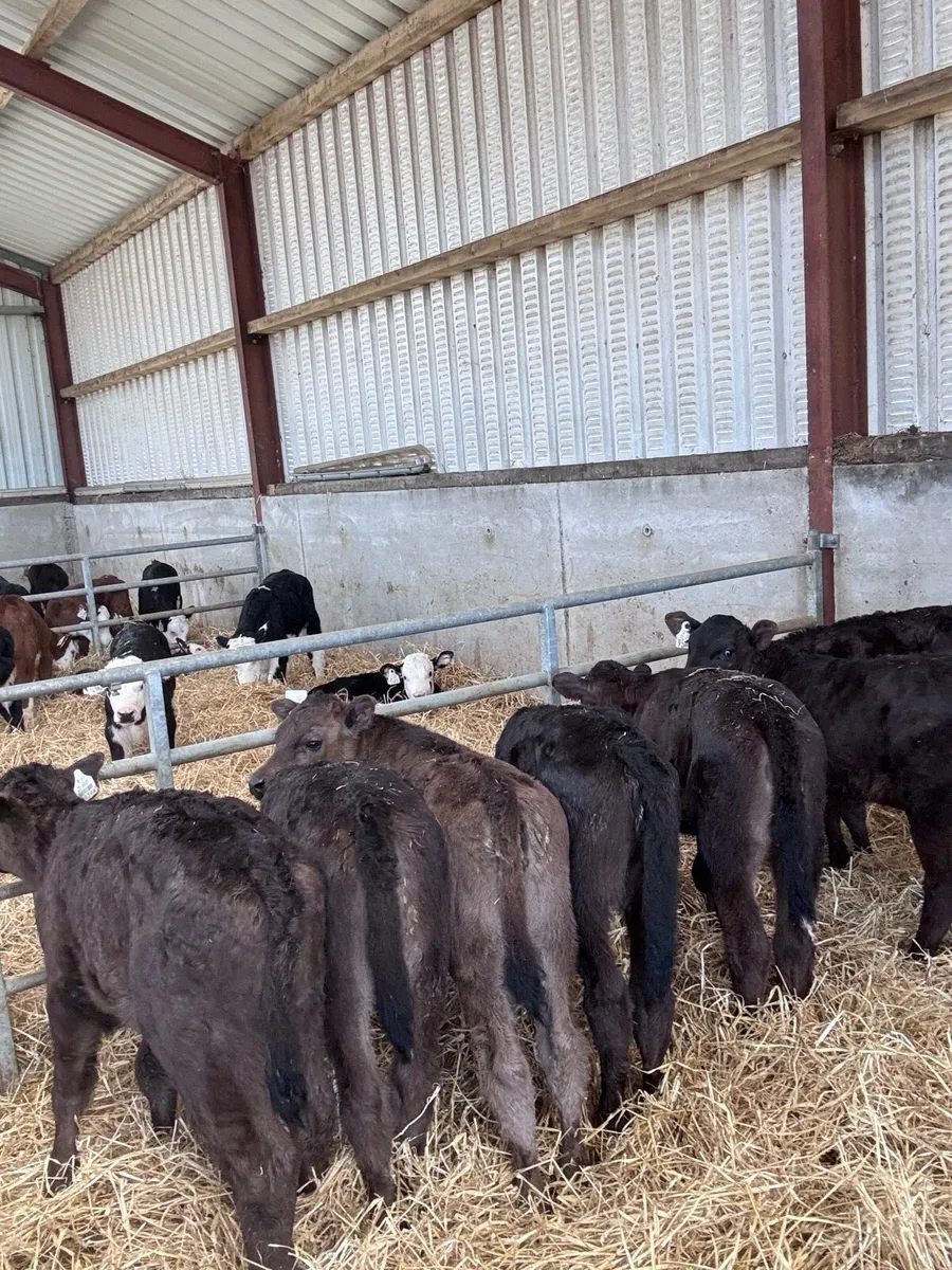 Continental calves - Image 2