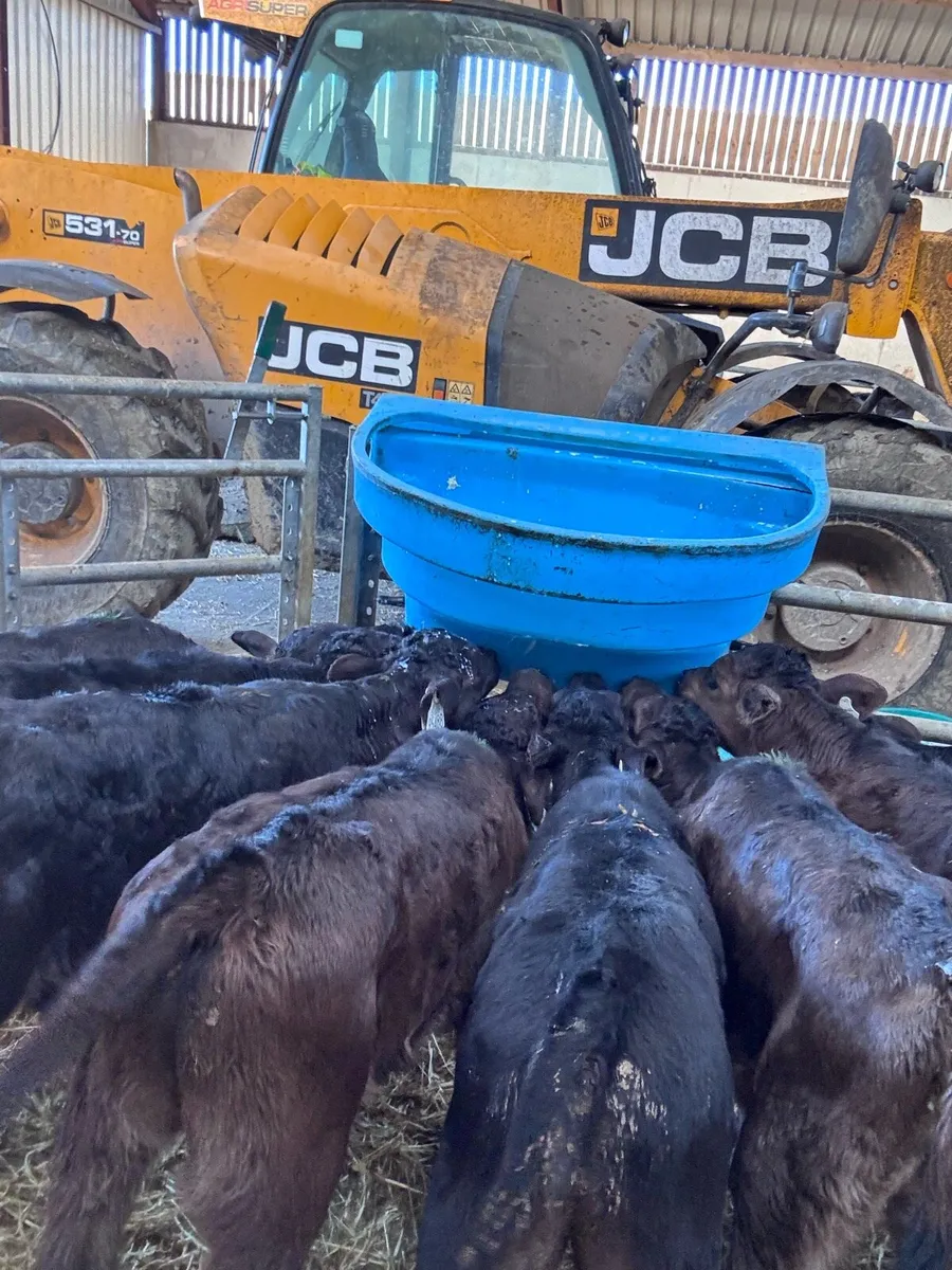 Continental calves - Image 3