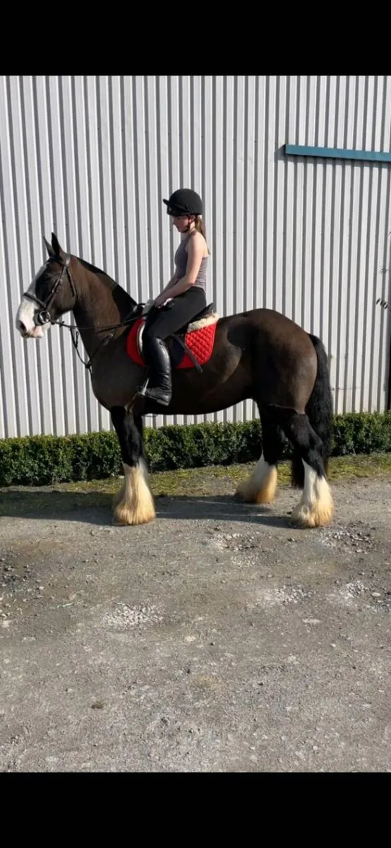 16HH 4YR OLD GELDING 🇮🇪 - Image 4