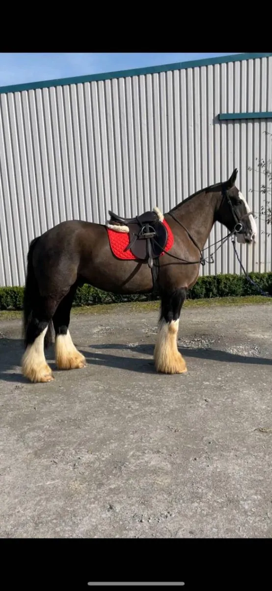 16HH 4YR OLD GELDING 🇮🇪 - Image 2