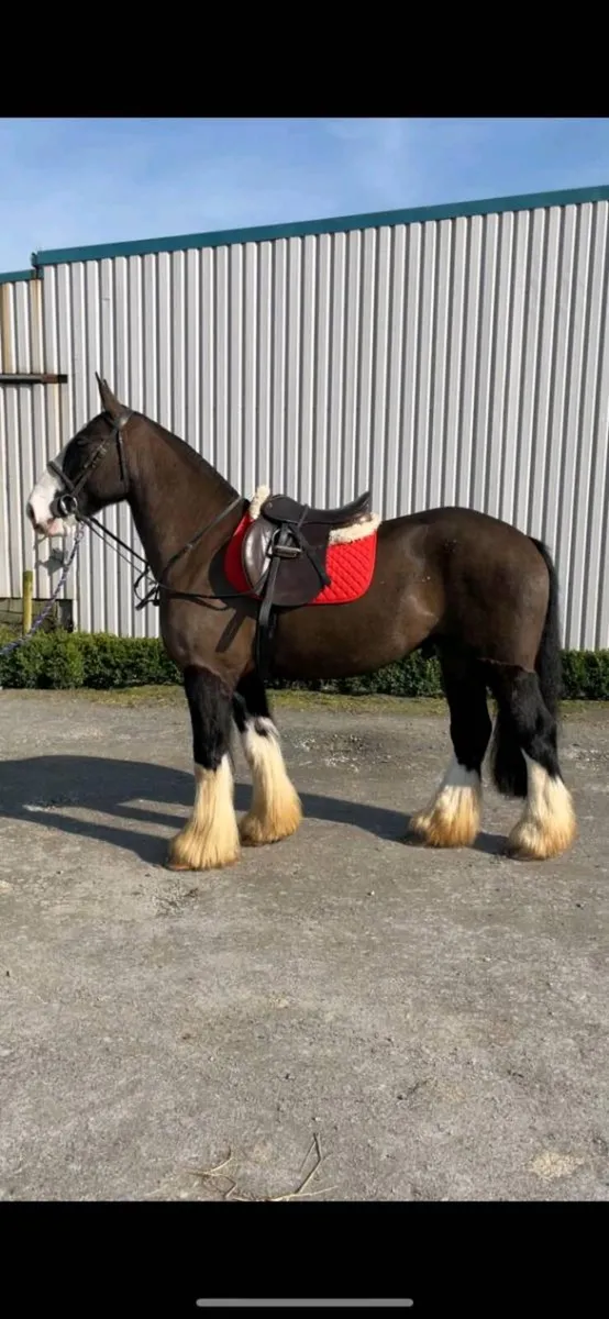16HH 4YR OLD GELDING 🇮🇪 - Image 3