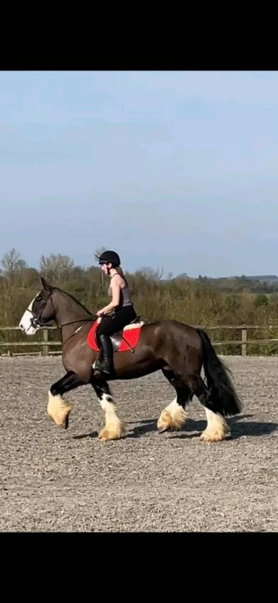 16HH 4YR OLD GELDING 🇮🇪 - Image 1