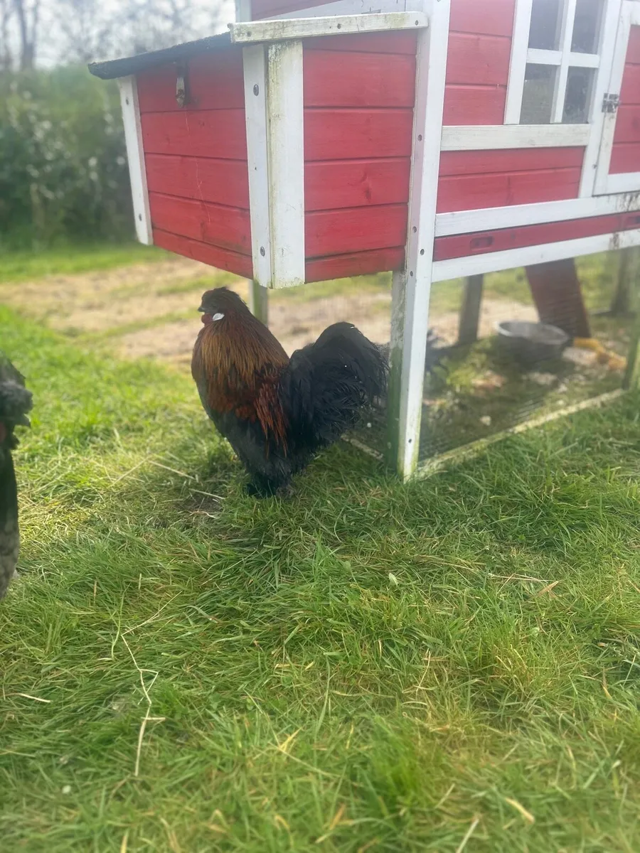 Show cockerel and hen for sale - Image 1