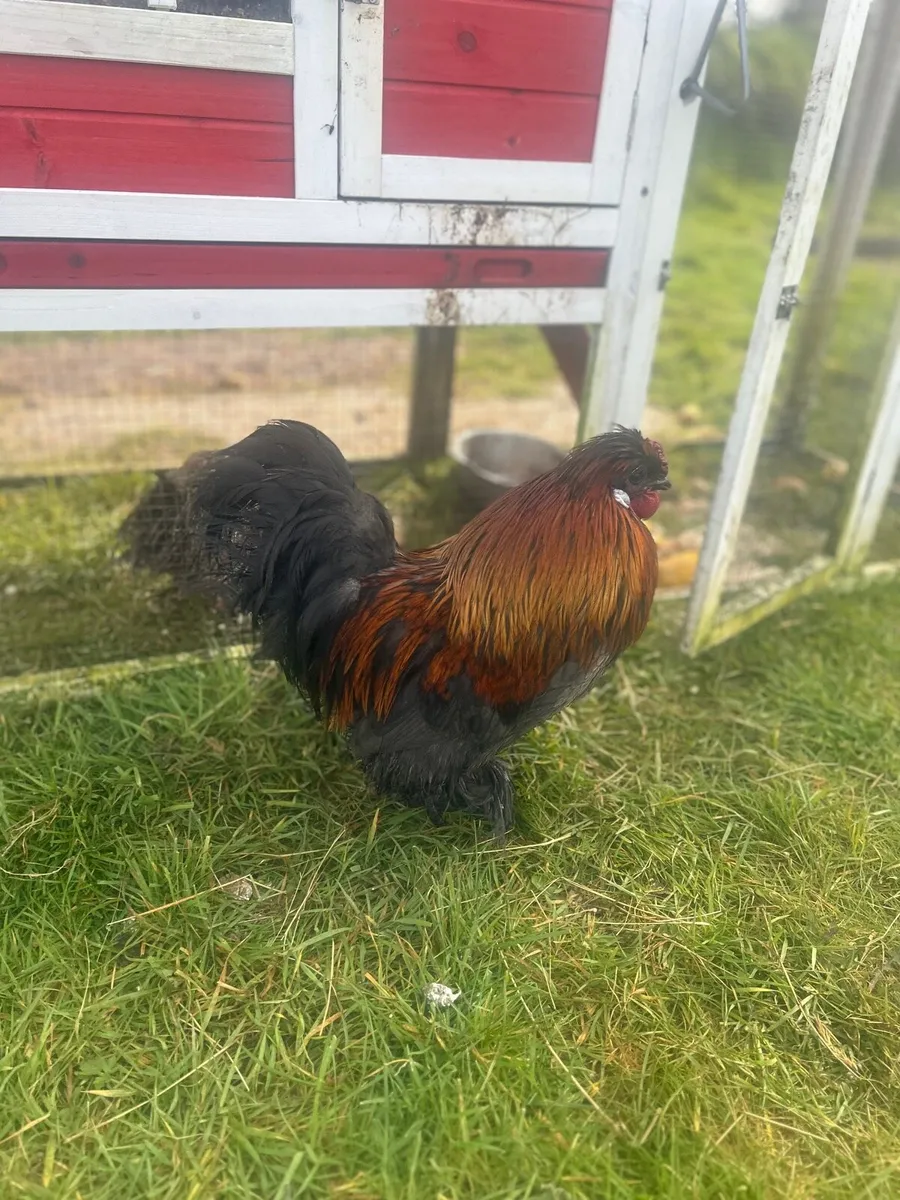 Show cockerel and hen for sale - Image 2