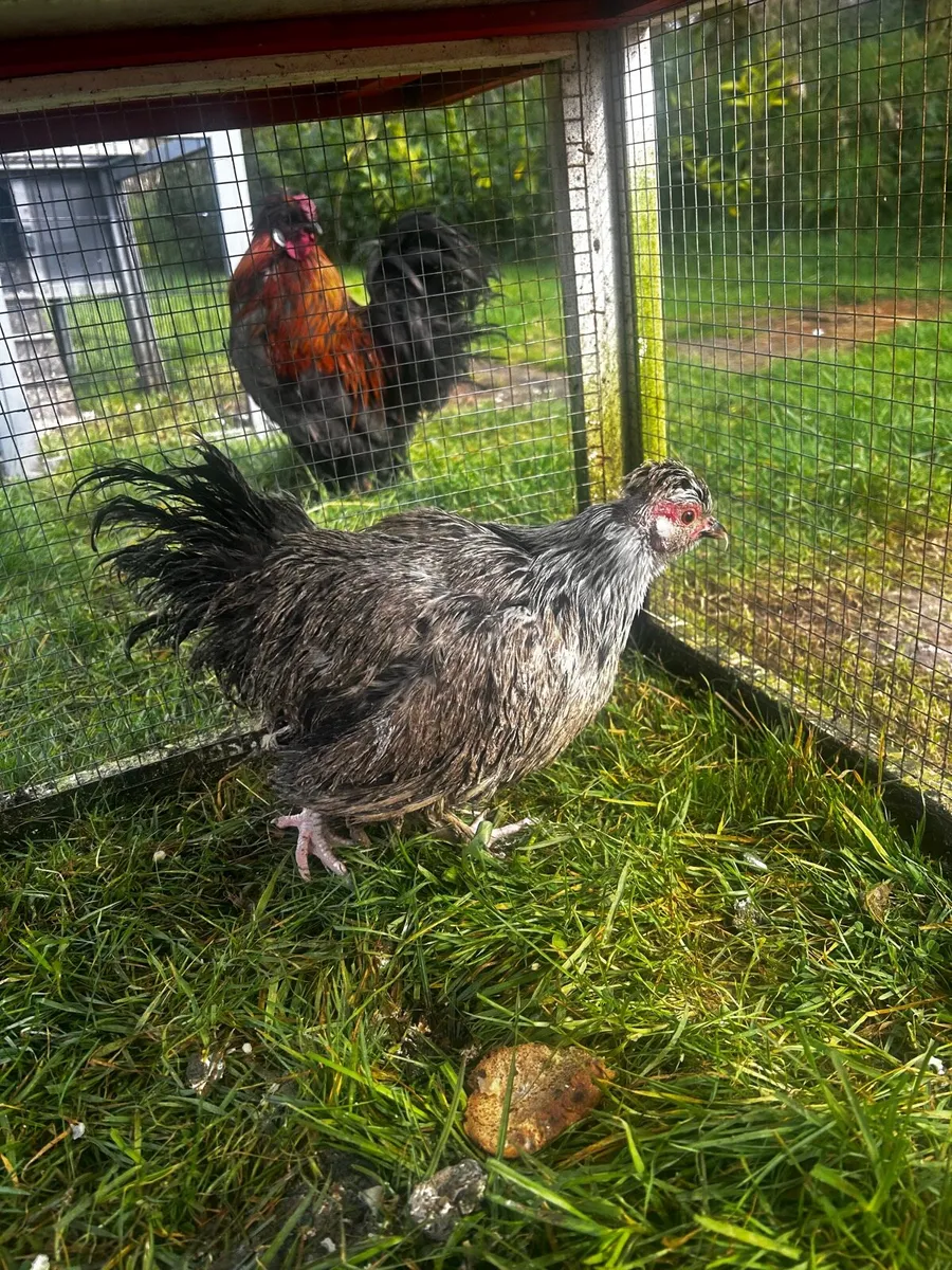 Show cockerel and hen for sale - Image 4