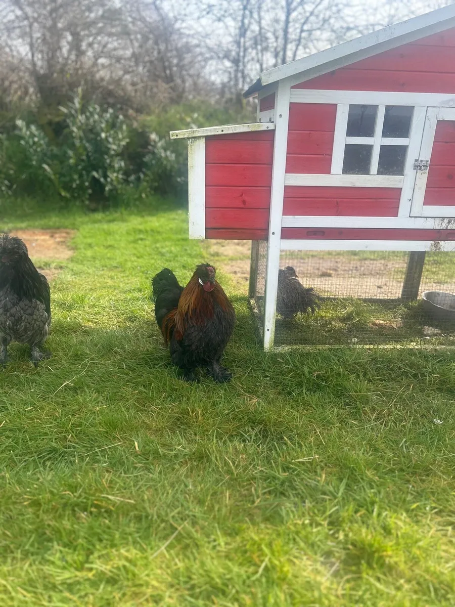 Show cockerel and hen for sale - Image 3