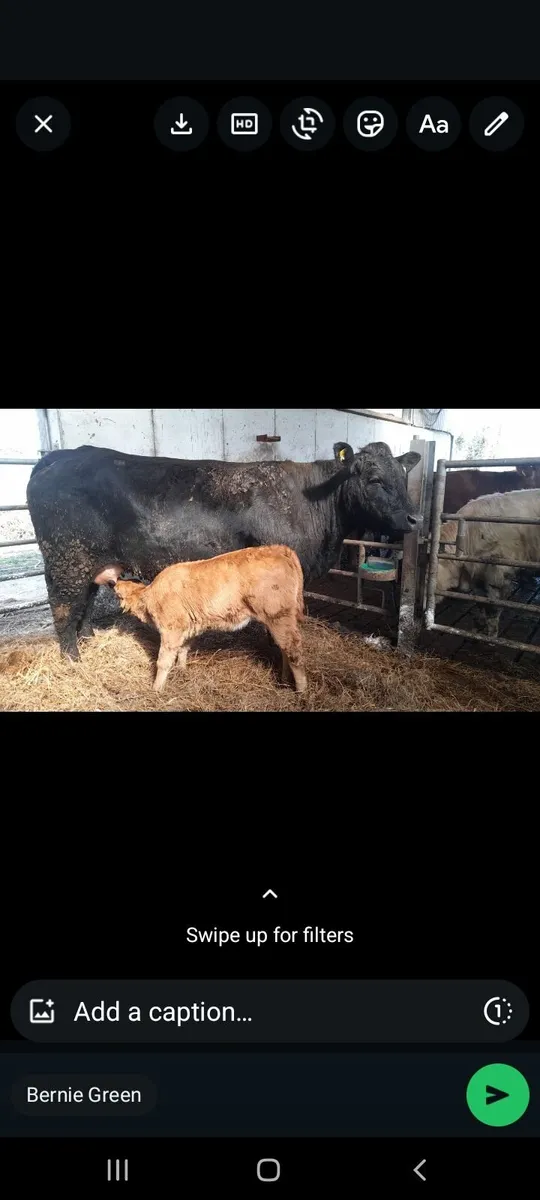 EBY springer - Image 1