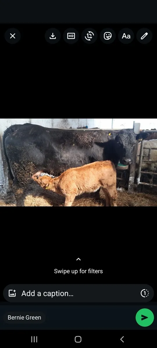 EBY springer - Image 2