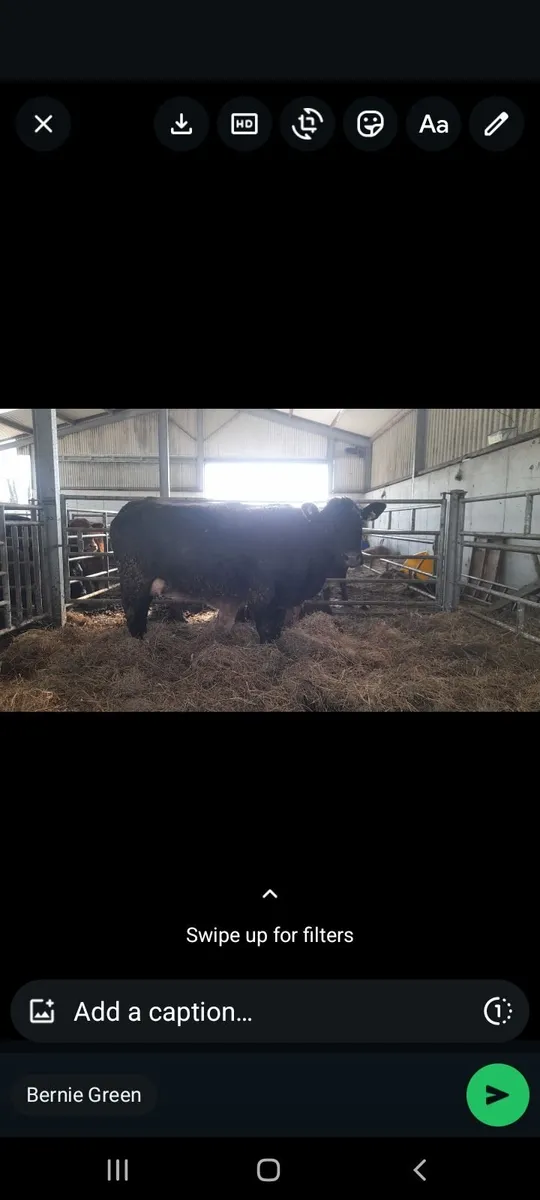 EBY springer - Image 4