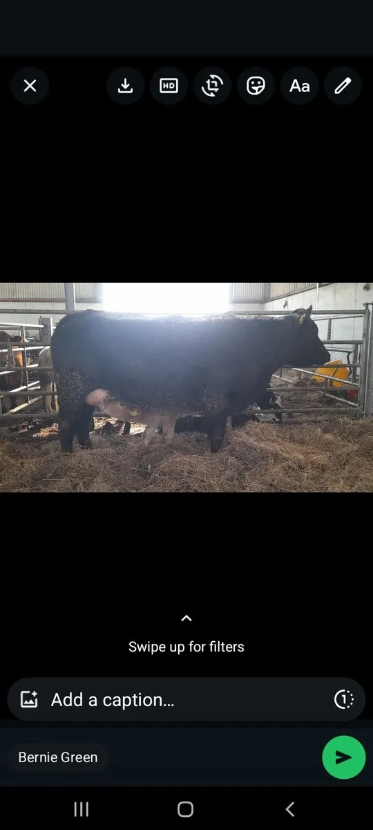 EBY springer - Image 3