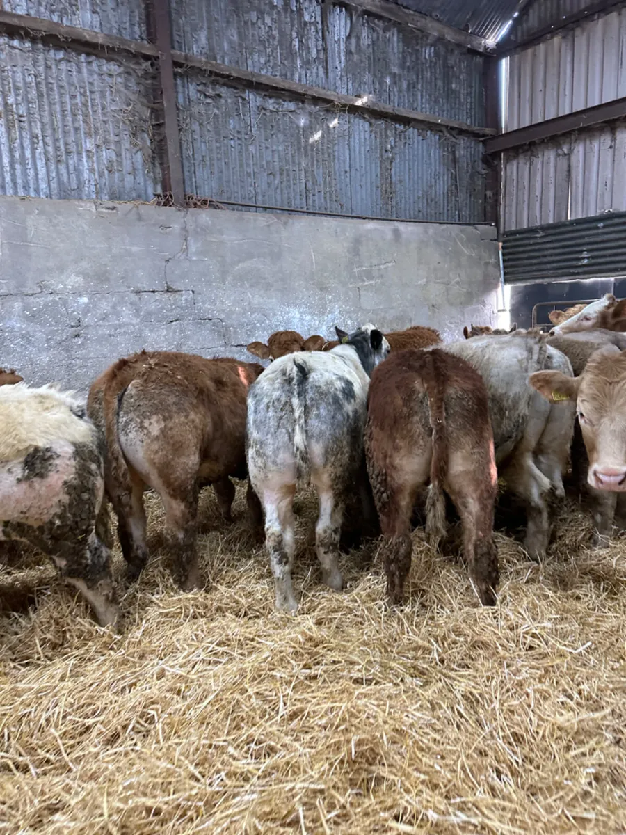 Charolais and lim bullocks - Image 3