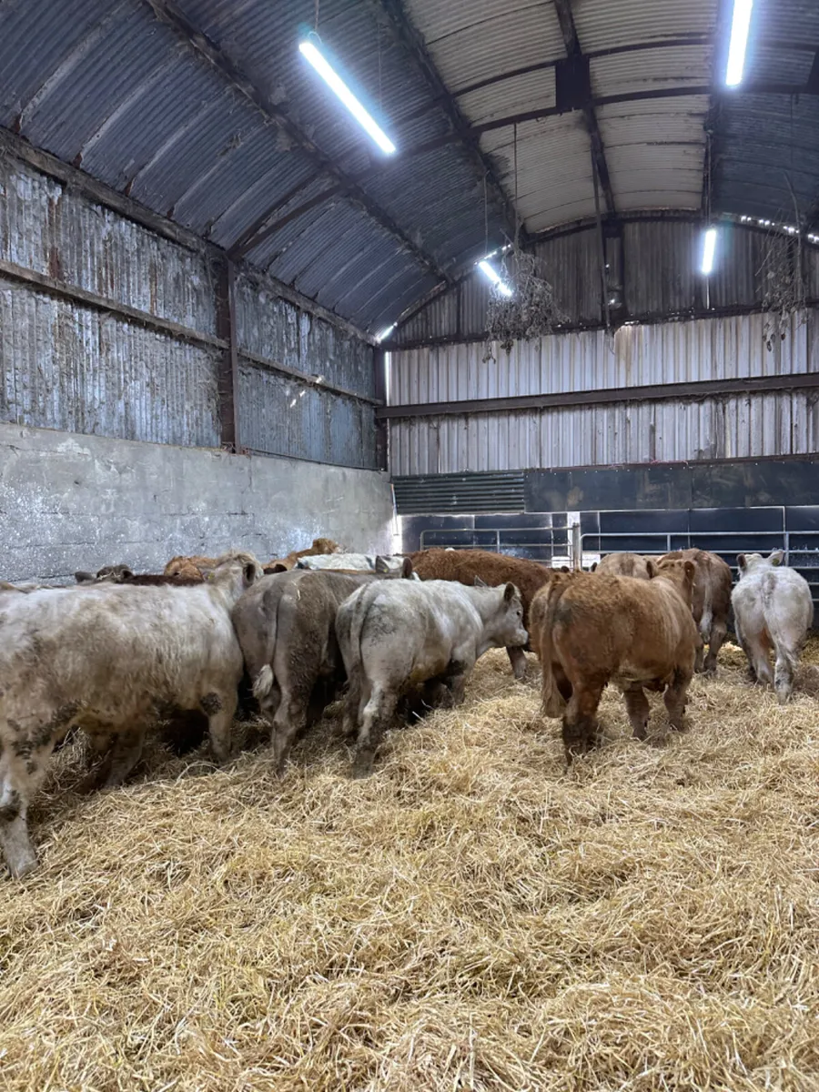 Charolais and lim bullocks - Image 1