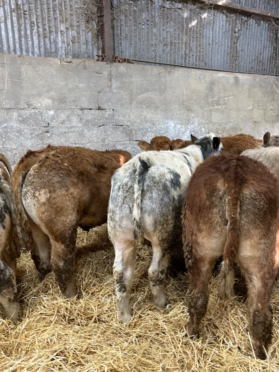 Charolais and lim bullocks - Image 4