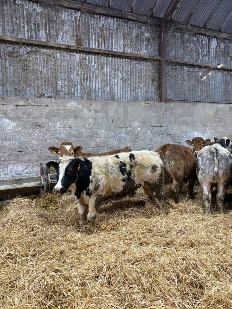 Charolais and lim bullocks - Image 2