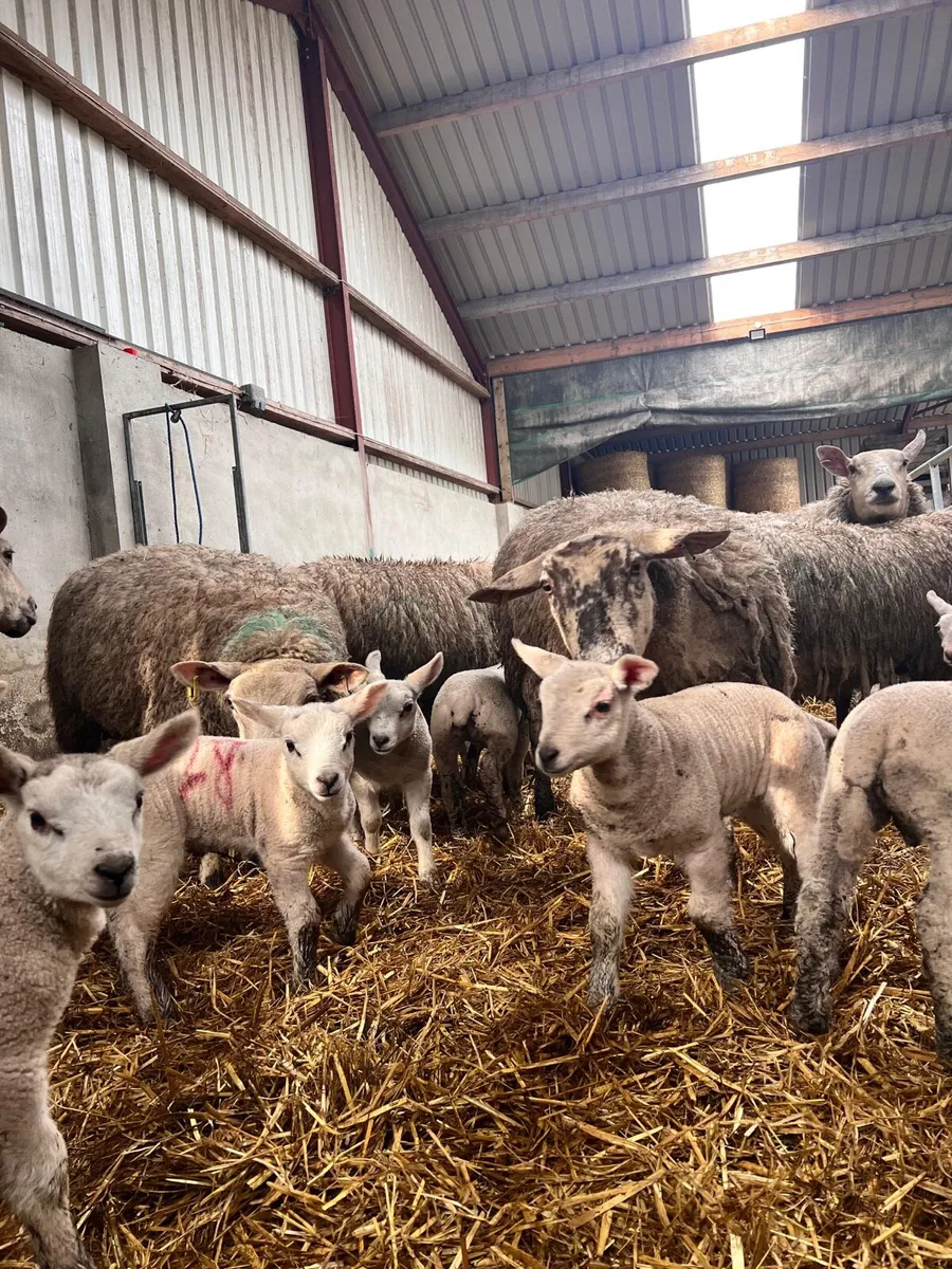 Ewes and labs - Image 1