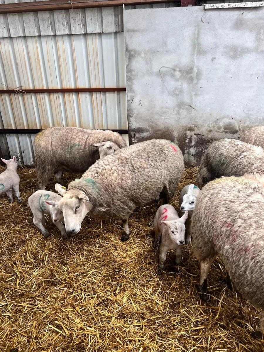 Ewes and labs - Image 4