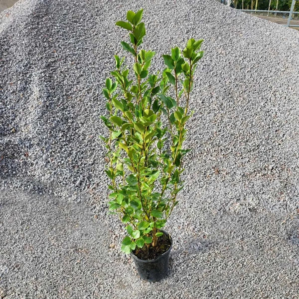 Nursery Clearance sale -hedging, shrubs and trees - Image 1