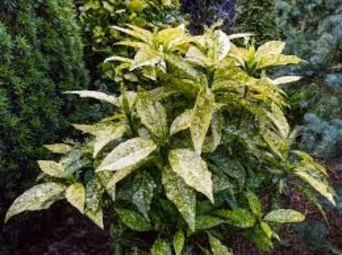 Nursery Clearance sale -hedging, shrubs and trees - Image 2