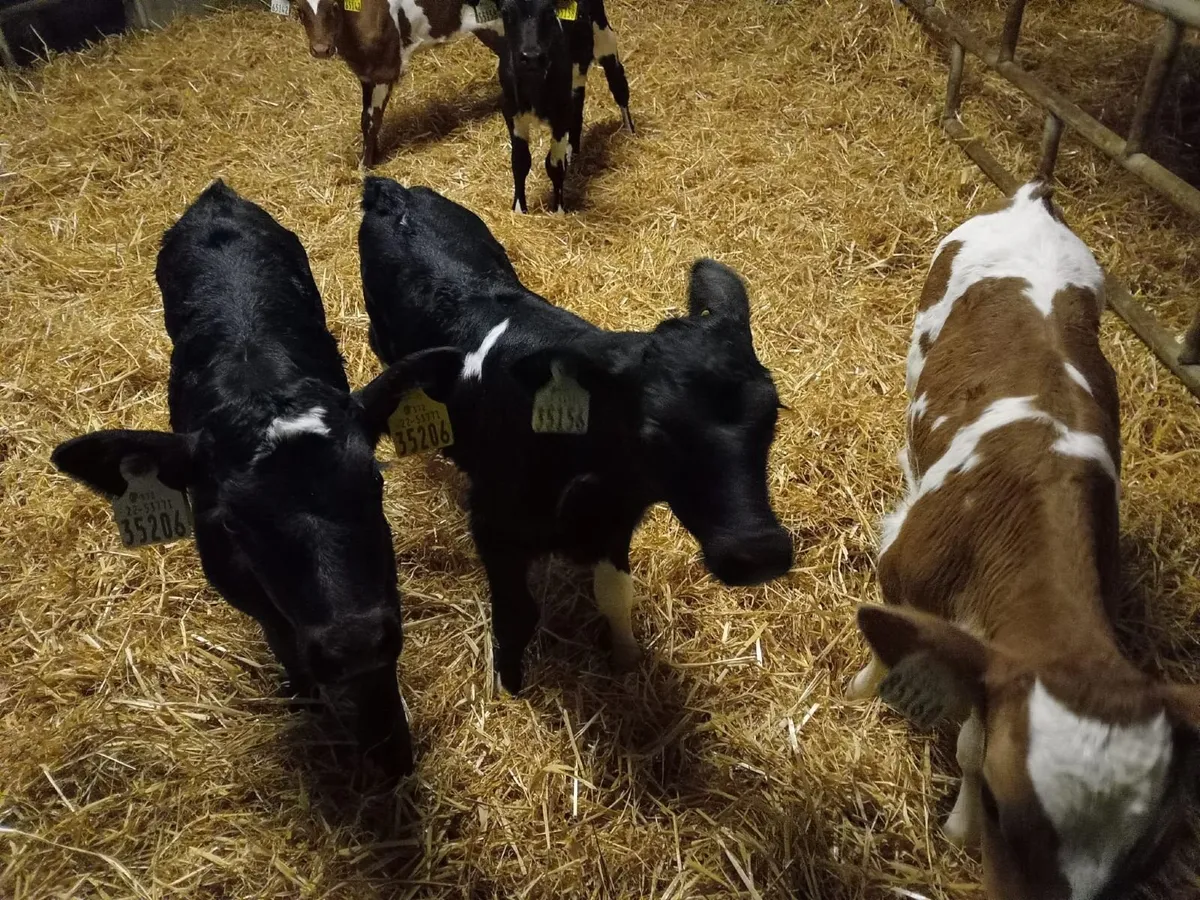 Heifer Calves - Image 1