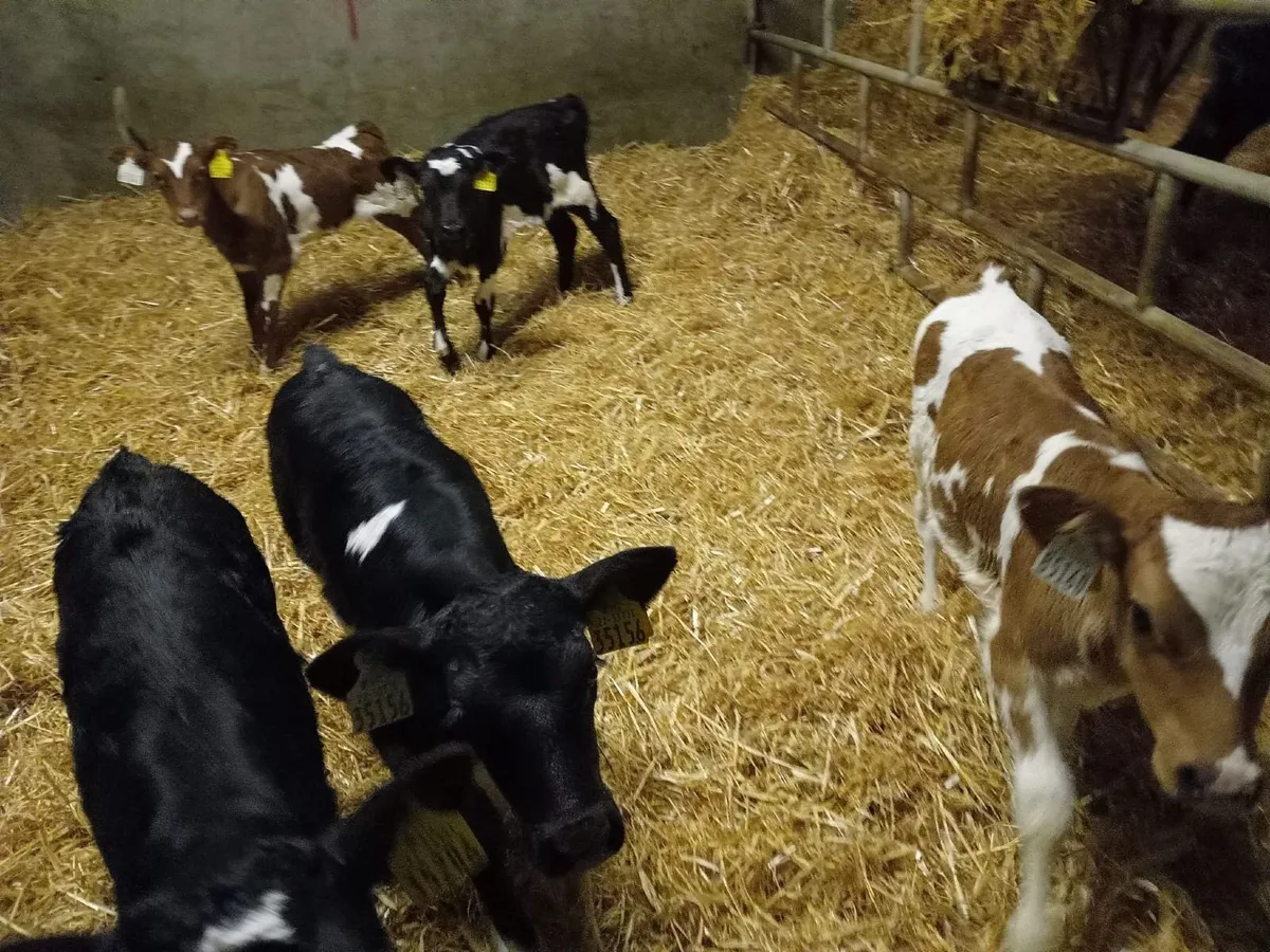 Heifer Calves - Image 2