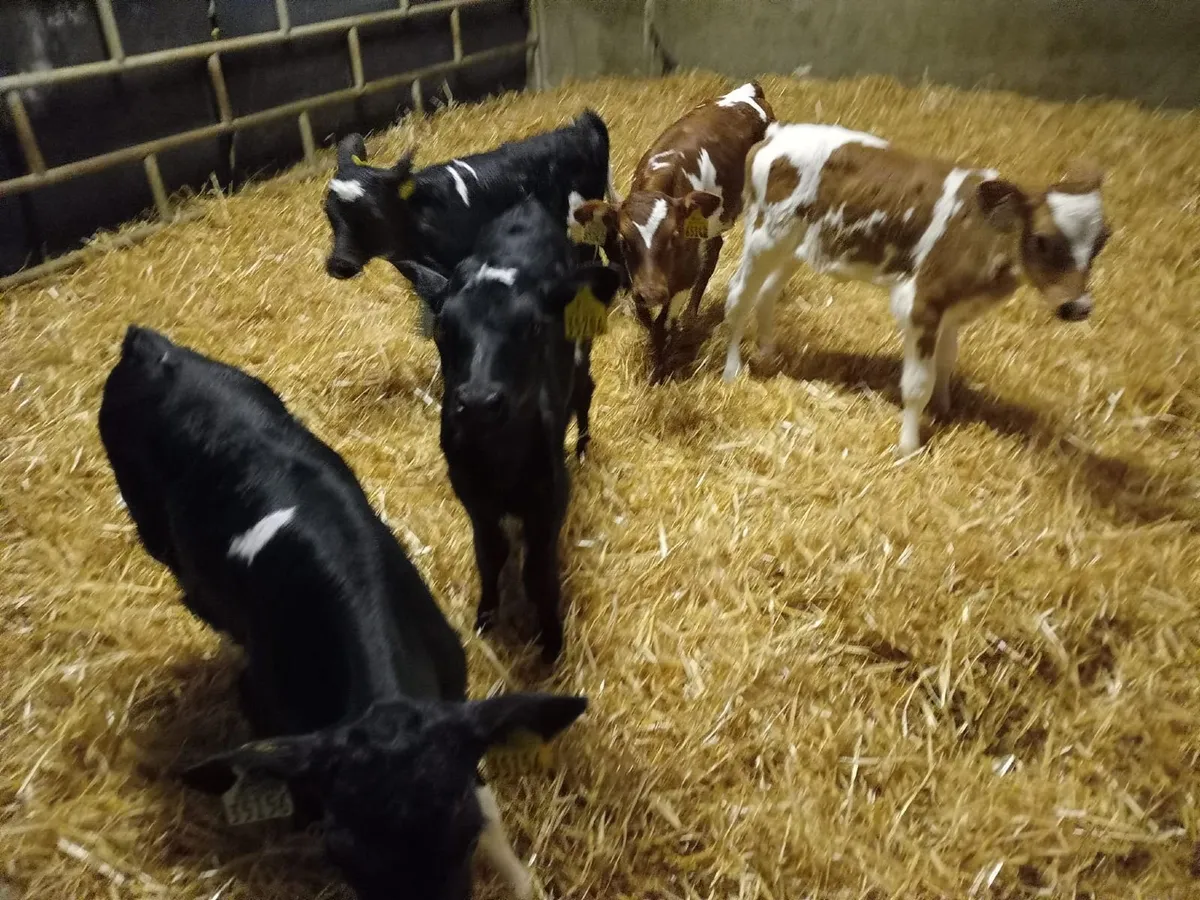 Heifer Calves - Image 3