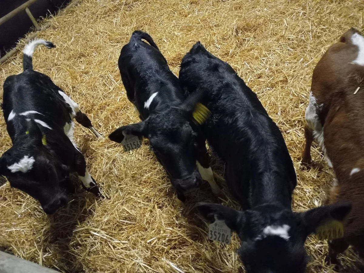Heifer Calves - Image 4