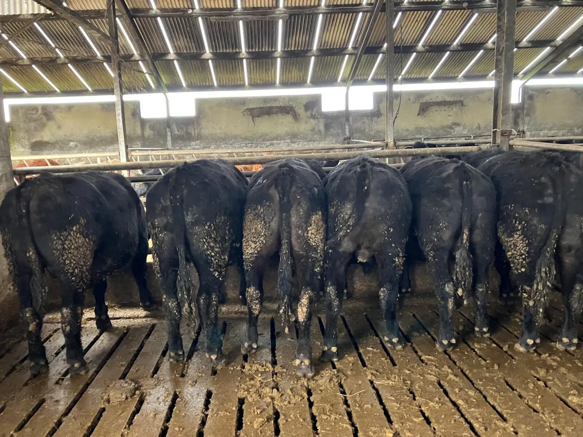 AA 6 Quality Bullocks. Born April/May 2024 - Image 3