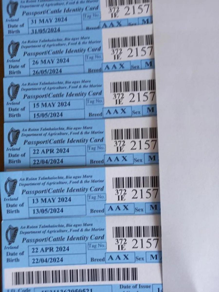 AA 6 Quality Bullocks. Born April/May 2024 - Image 2