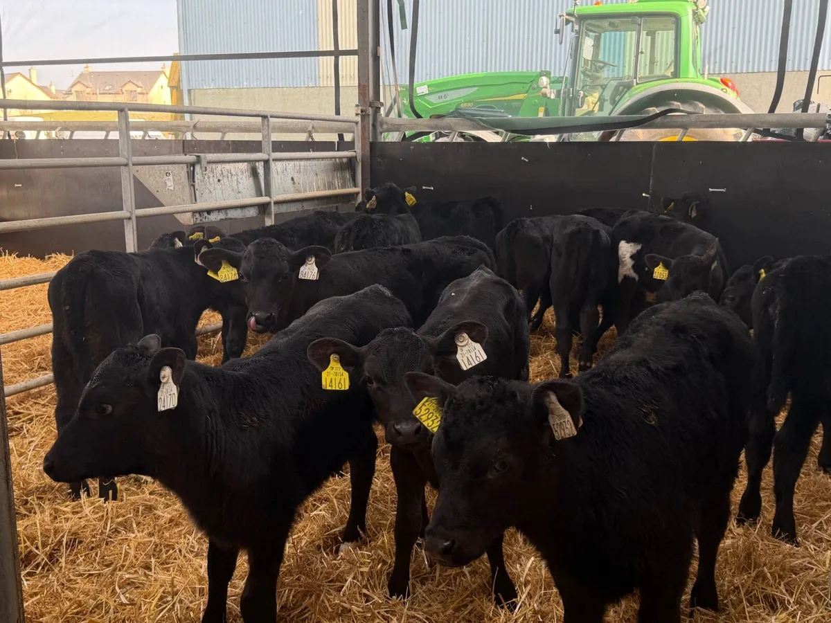 🐮14 Aberdeen Angus Heifers🐮 - Image 1